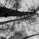 Image for article titled 27 Photos Of Barenaked Trees